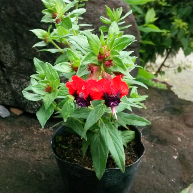 タイニーマイス、開花中♪