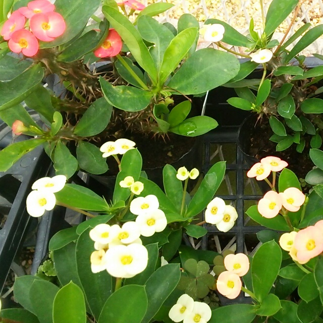 姫キリン各種、開花中♪