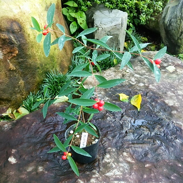 ヤンバルガンピ、実が成ってます！