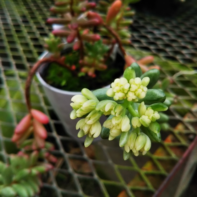 セダム・オーロラ、開花中♪