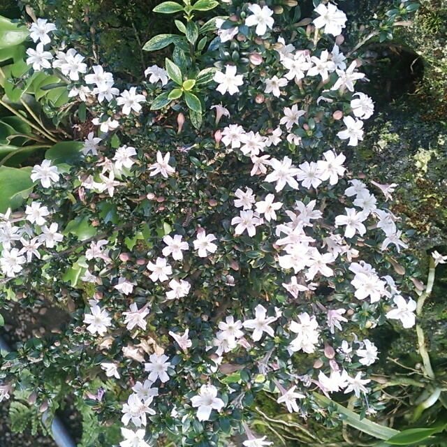 姫香丁木、開花中♪