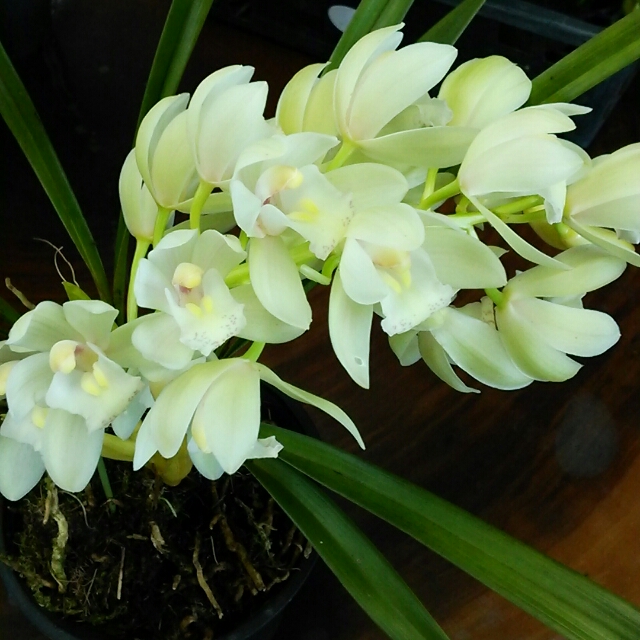  氷の芸術のような繊細な美しさ。凍る滝を想わせるアイスキャスケード