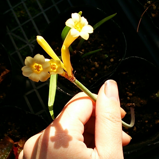 ツルバキア、開花中♪