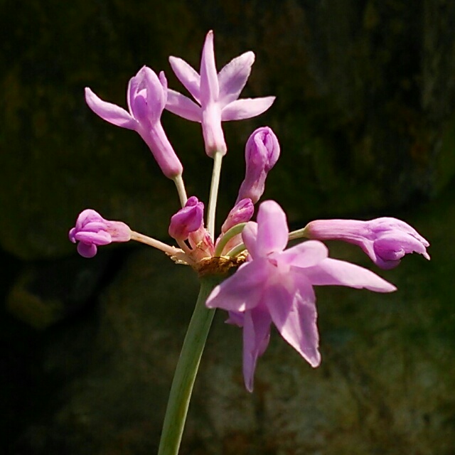 ツルバキア、開花♪