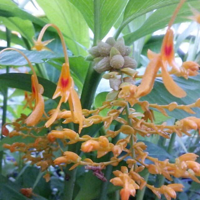 グロッパ各種、開花中♪