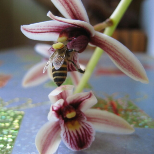 フィンレイソニアナム、花芽があがっています！