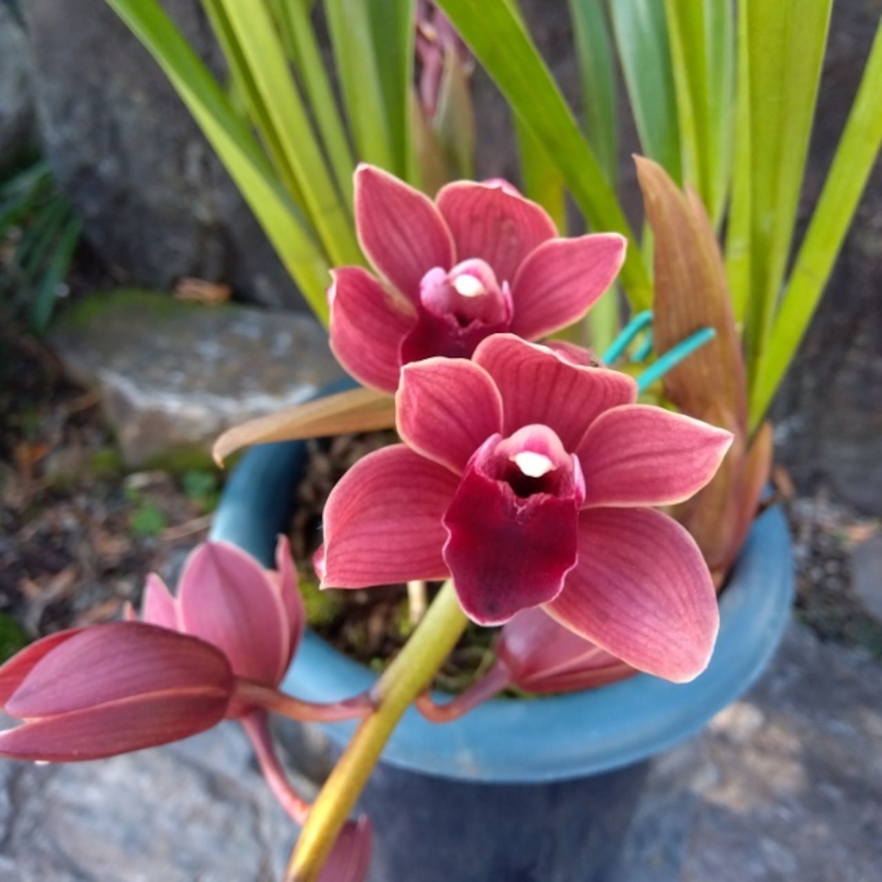 ルビーシャワー、開花中♪