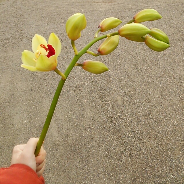 パームライン、開花中♪