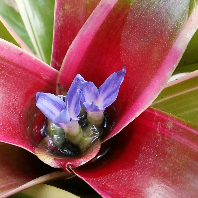 ネオレゲリア・トリカラー、開花♪