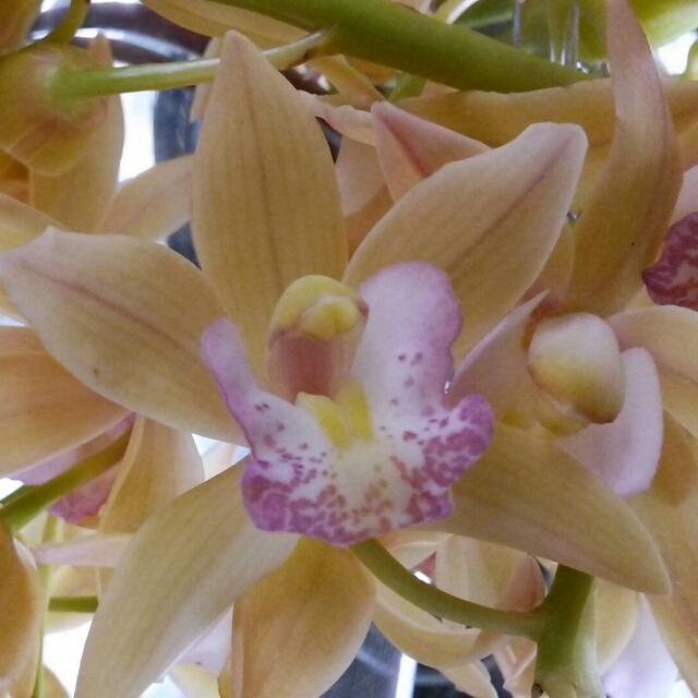 ピーチ色の花が、優しい。男性に人気の『サラジーン・ピーチ』