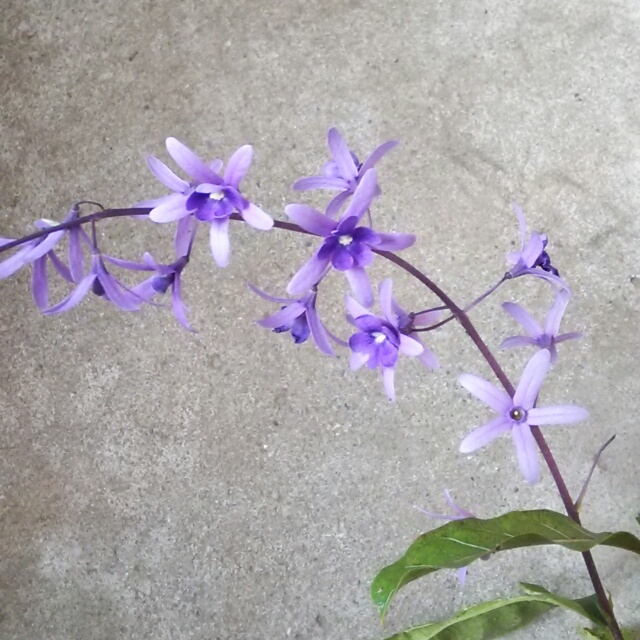 花の中に蕾があった！？中央からもうひとつの花が咲く面白い植物【ペトレア】
