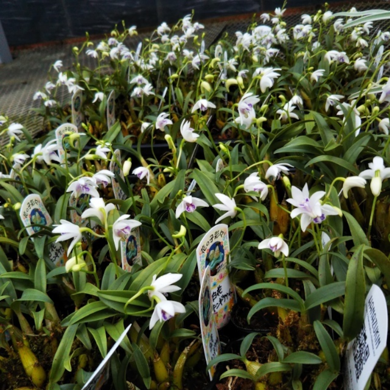 キンギアナム各種、花芽があがっています！