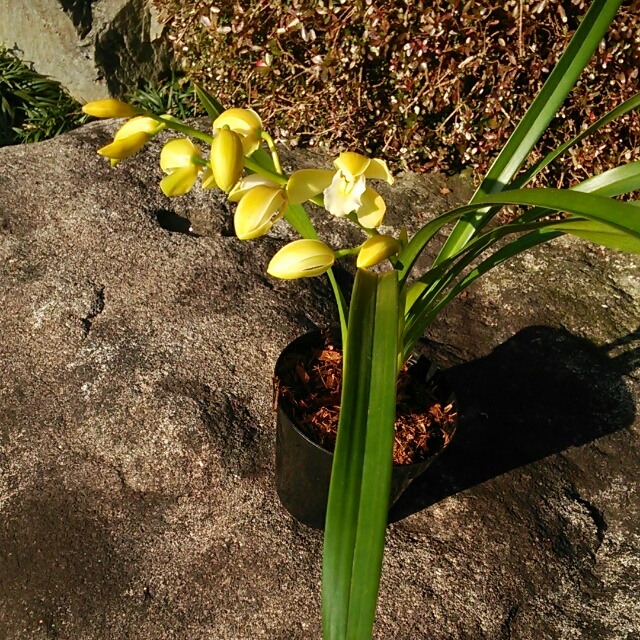 スイートハート・ハクウン、花芽があがってます！