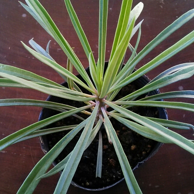 乾燥が気になるこの季節。天然の加湿器、花瓶や観葉植物で喉にも心にもうるおいを。