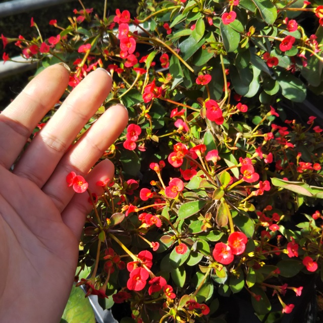 姫キリン各種、開花中♪