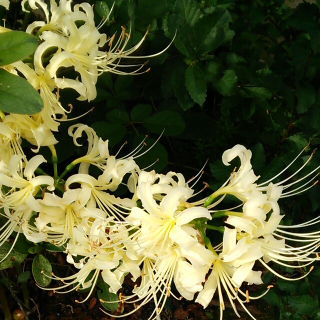彼岸花、開花♪