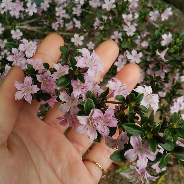 斑入り紅花白鳥木、開花♪