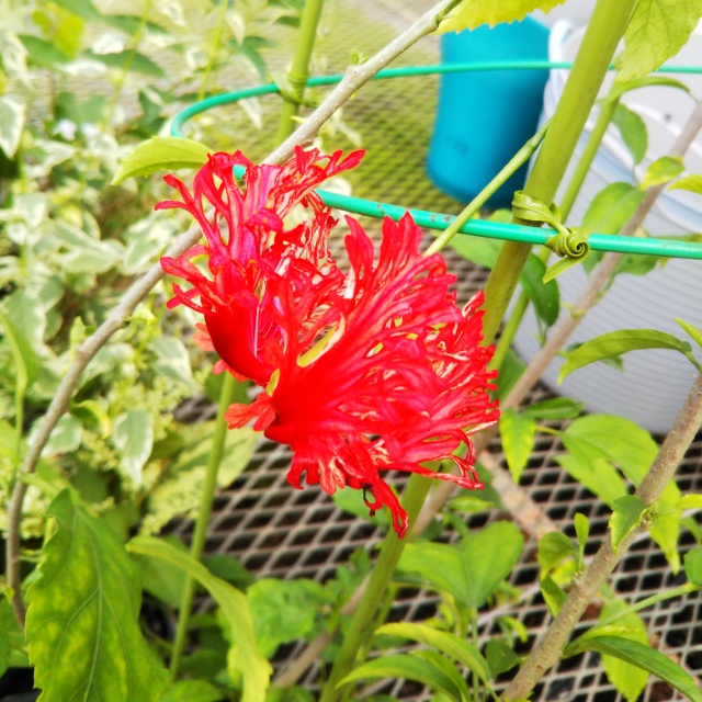 ハイビスカス各種、開花中♪