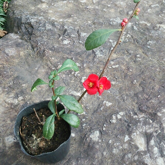 木瓜（ぼけ）・黒潮、開花中♪