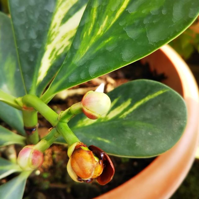 クルシア、開花♪