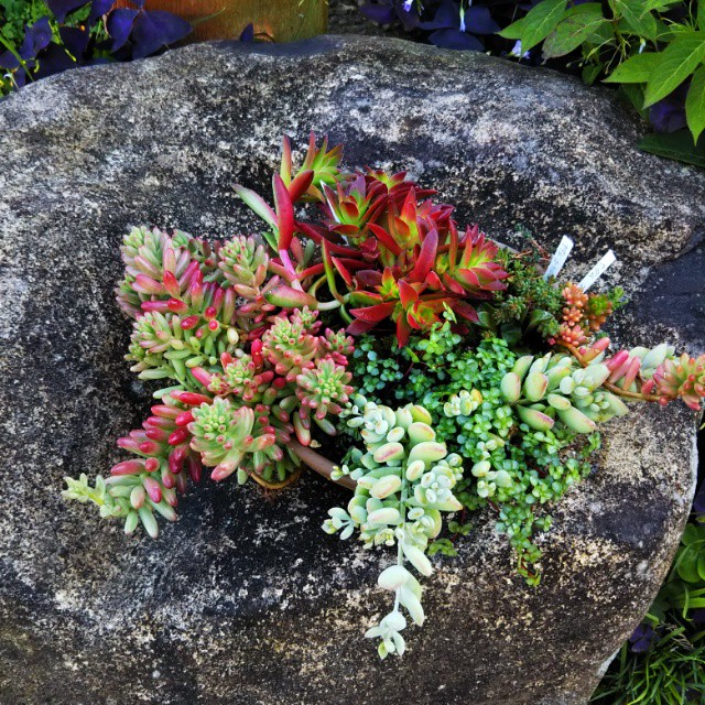 多肉植物寄せ植え、オーダー承っております。