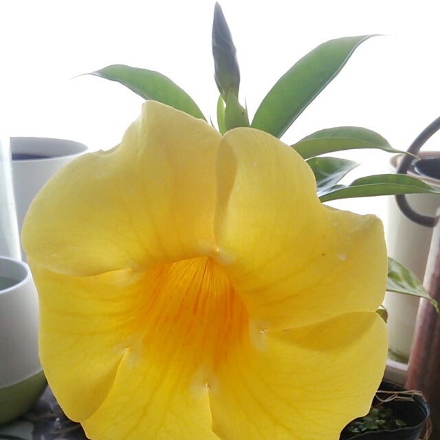 アラマンダ、開花中♪