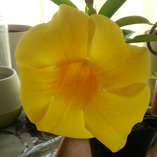 アラマンダ、開花中♪