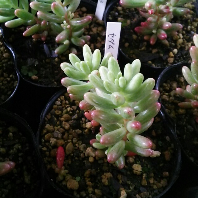 どれにする？ワンコインが嬉しい♡hanazukin（花ずきん）の多肉植物の苗たち