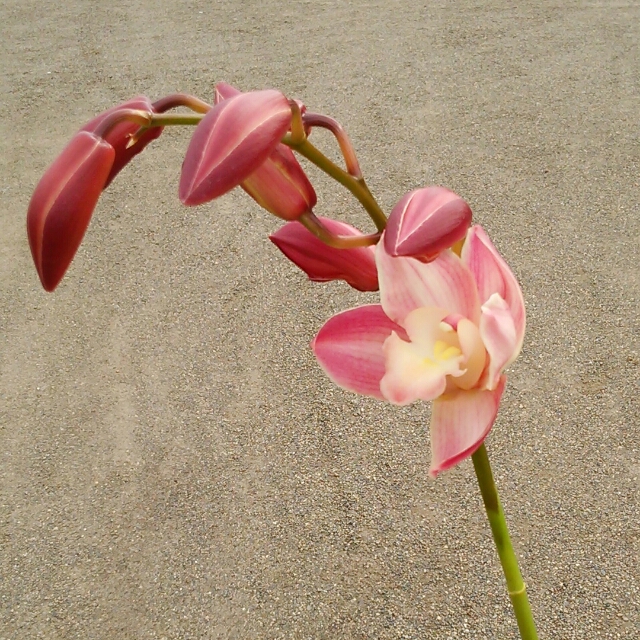 喝采、開花中♪