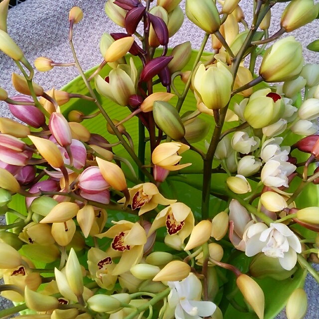 あの頃の１０倍の気持ちでハートを贈る。シンビジュームの花束