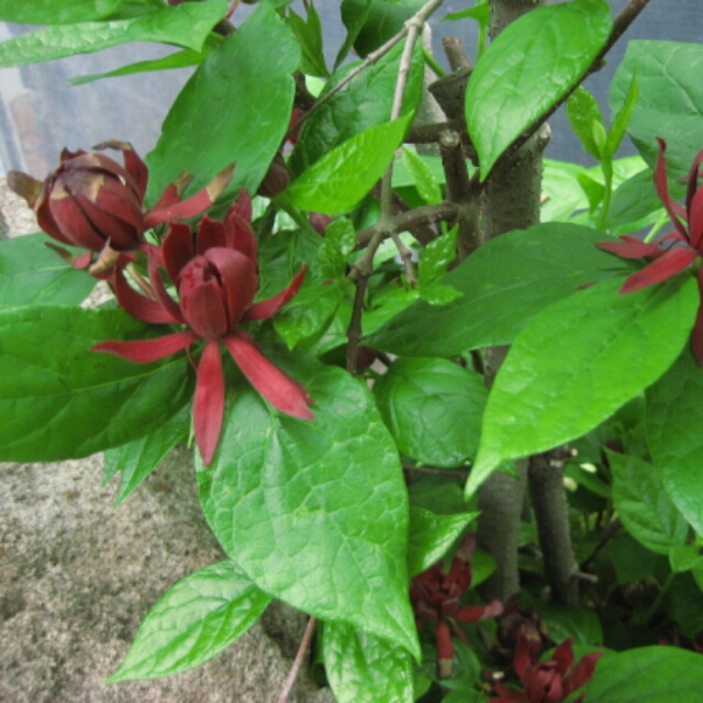 ■変わった蝋梅。夏に高貴な花を咲かせる【黒花ロウバイ】■