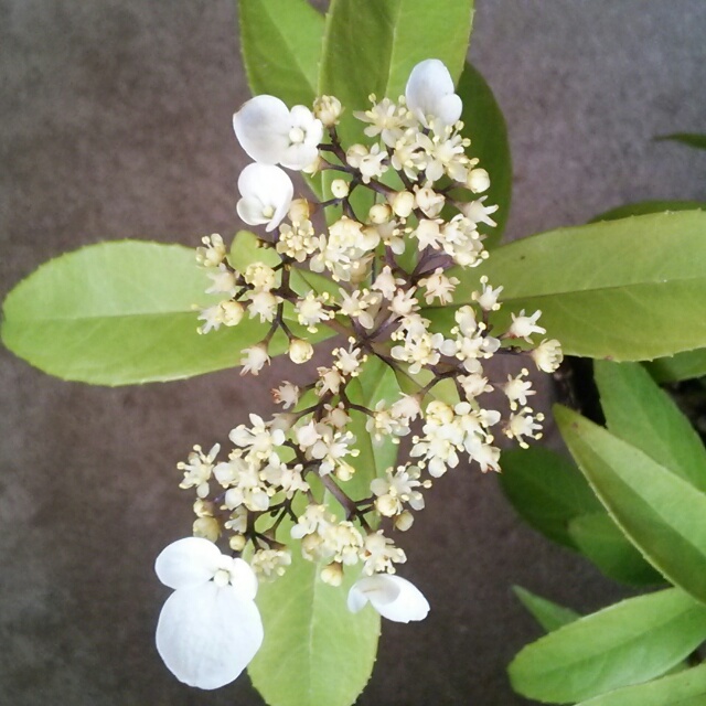 トキワアジサイ、開花♪