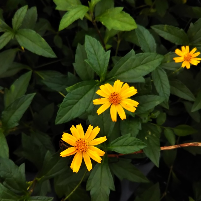 ケープエンジェル、開花中♪