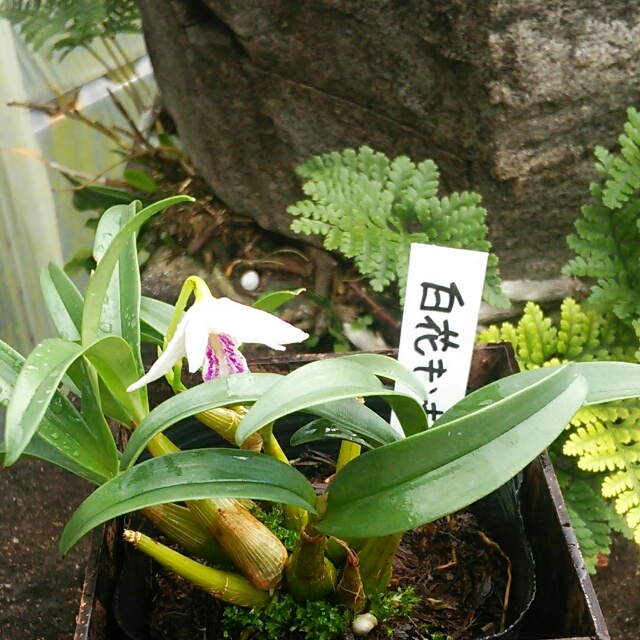 かわいさミニマム級！舌がピンクのキラキラした白花キンギアナム