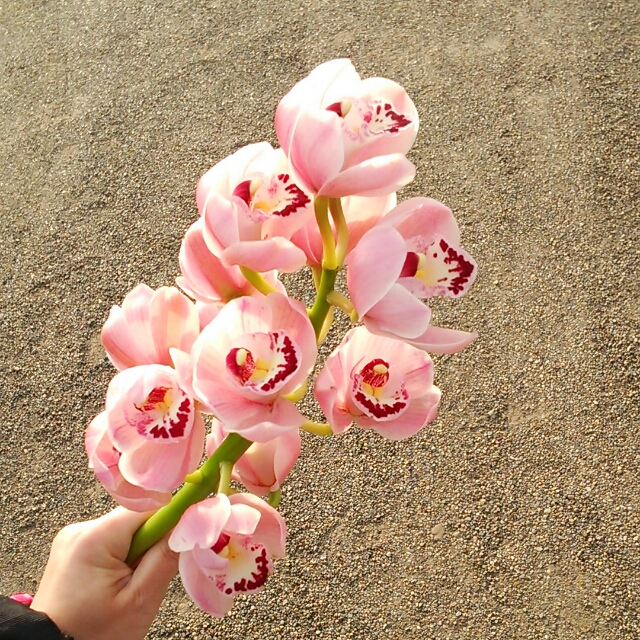 春色の花束で春をお届け♡花もちがよい『シンビジュームの切り花』
