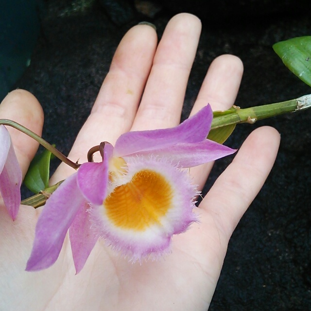 ロデゲシー、開花♪