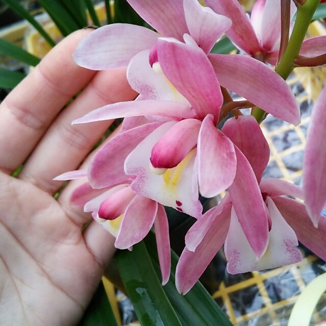 3月3日は桃の節句♡モモのように可愛らしい小さなシンビジュームはいかが？