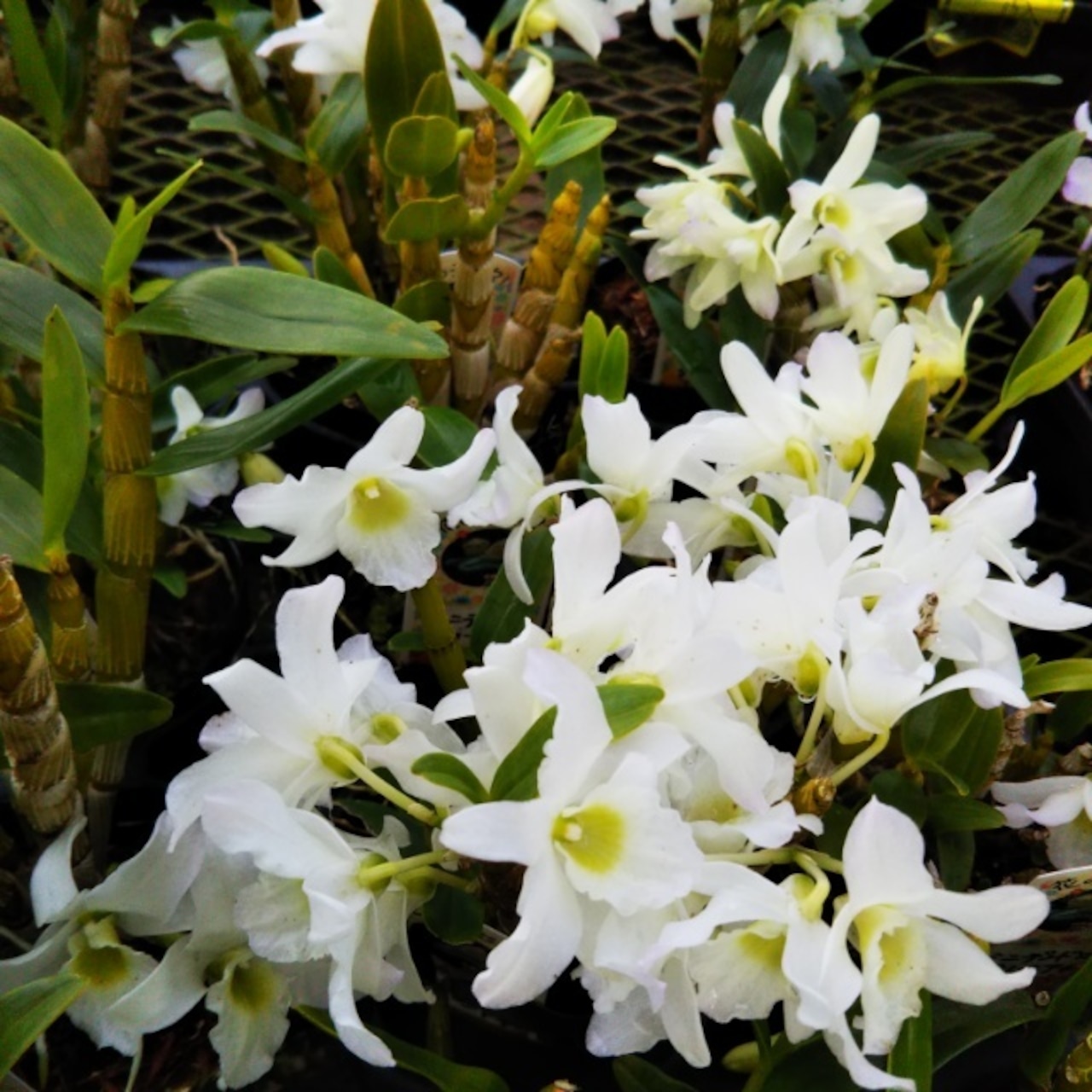 デンドロ各種、開花中♪