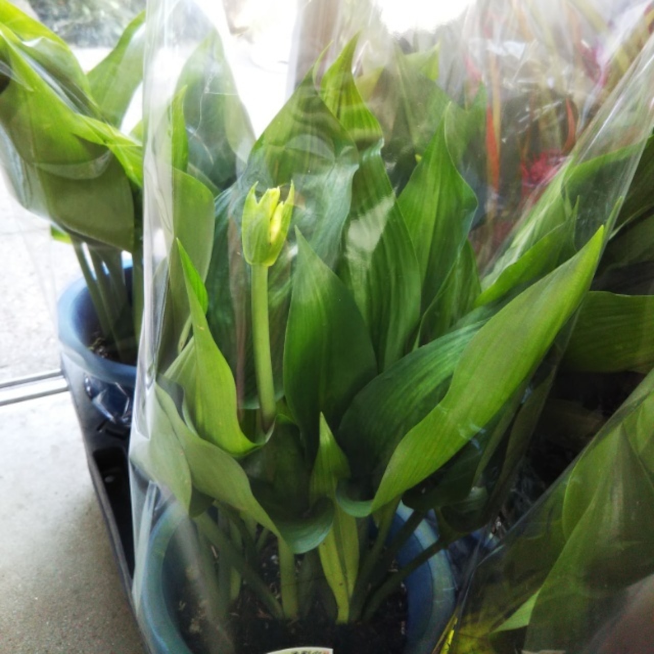 アマゾンリリー、花芽があがっています！