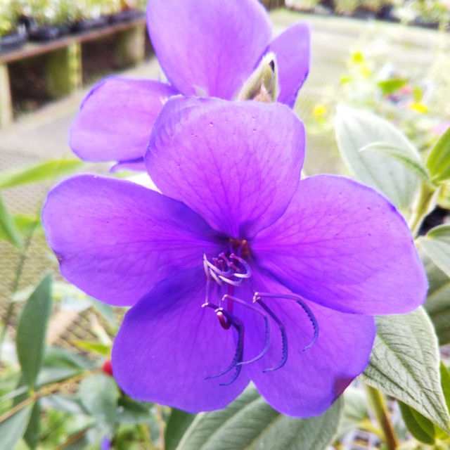 野ボタン各種、開花中♪