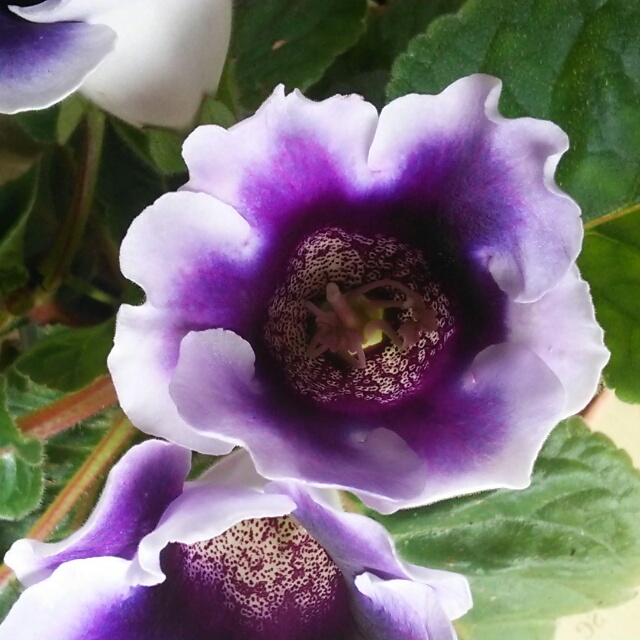 グロキシニア、開花♪
