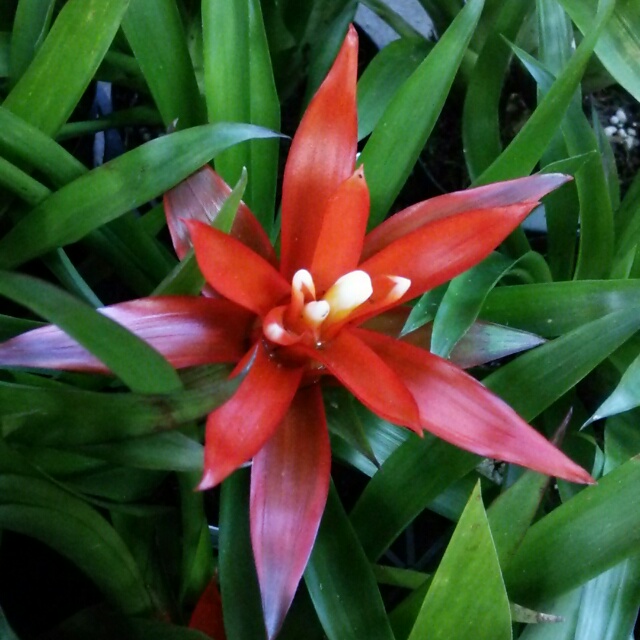 アナナス各種、開花中♪