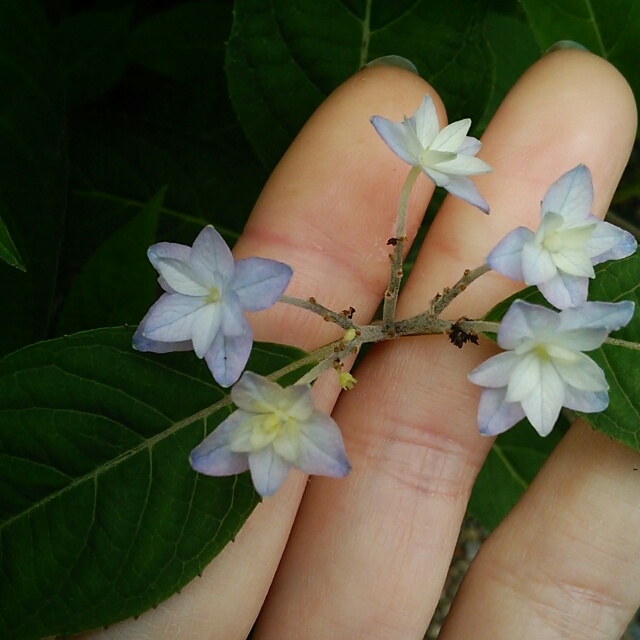 山アジサイ、開花中♪
