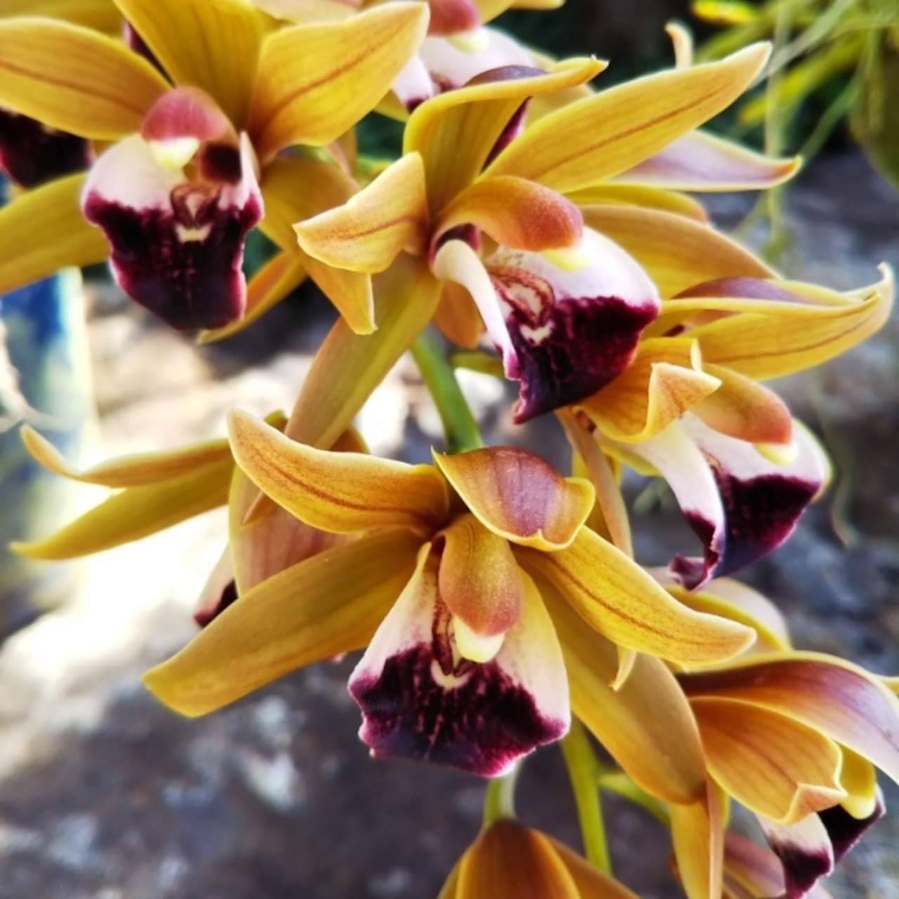 ミスマフェット、開花中♪