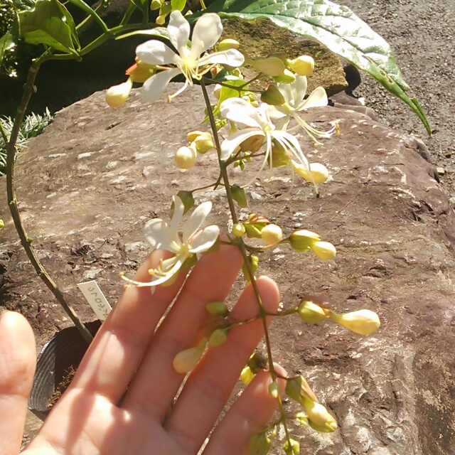 クレロデンドロン、開花中♪