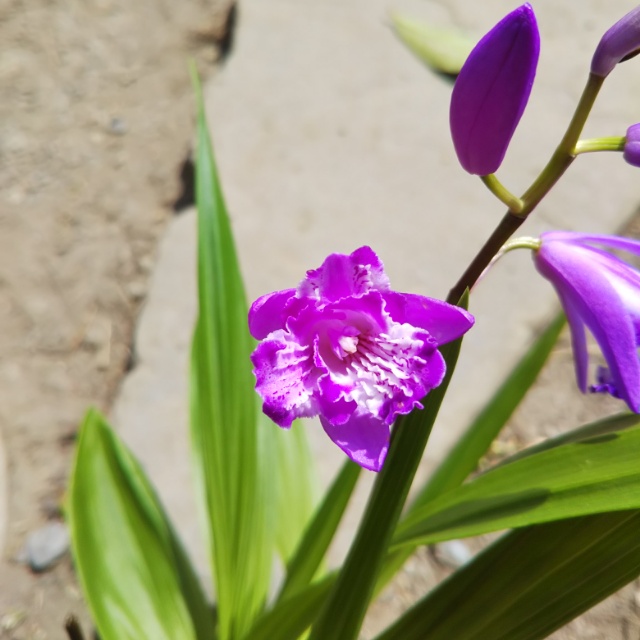 紫蘭各種、開花中♪