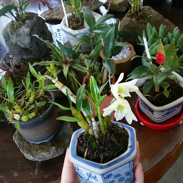 楽しみ方いろいろ！樹上の住人・デンドロビュームが開花中♪