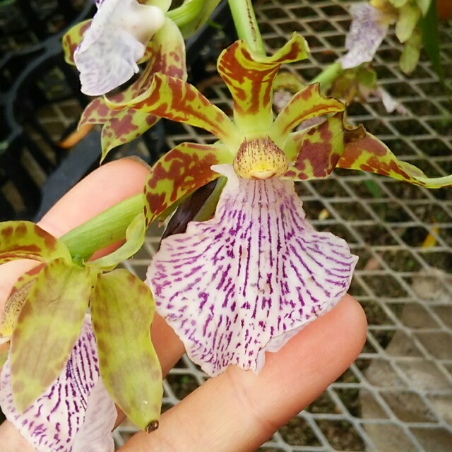 ジゴペタラム、開花♪