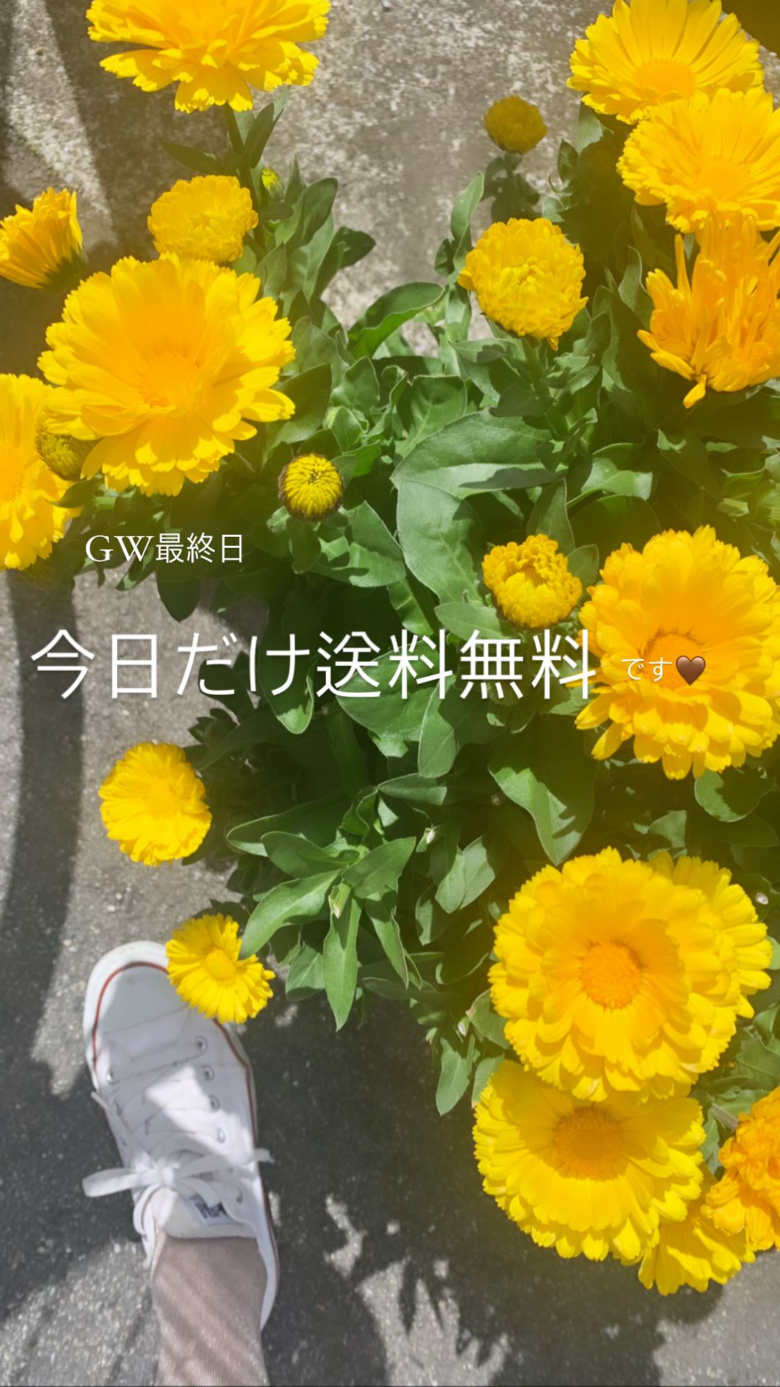 【今日だけ送料無料🌼】