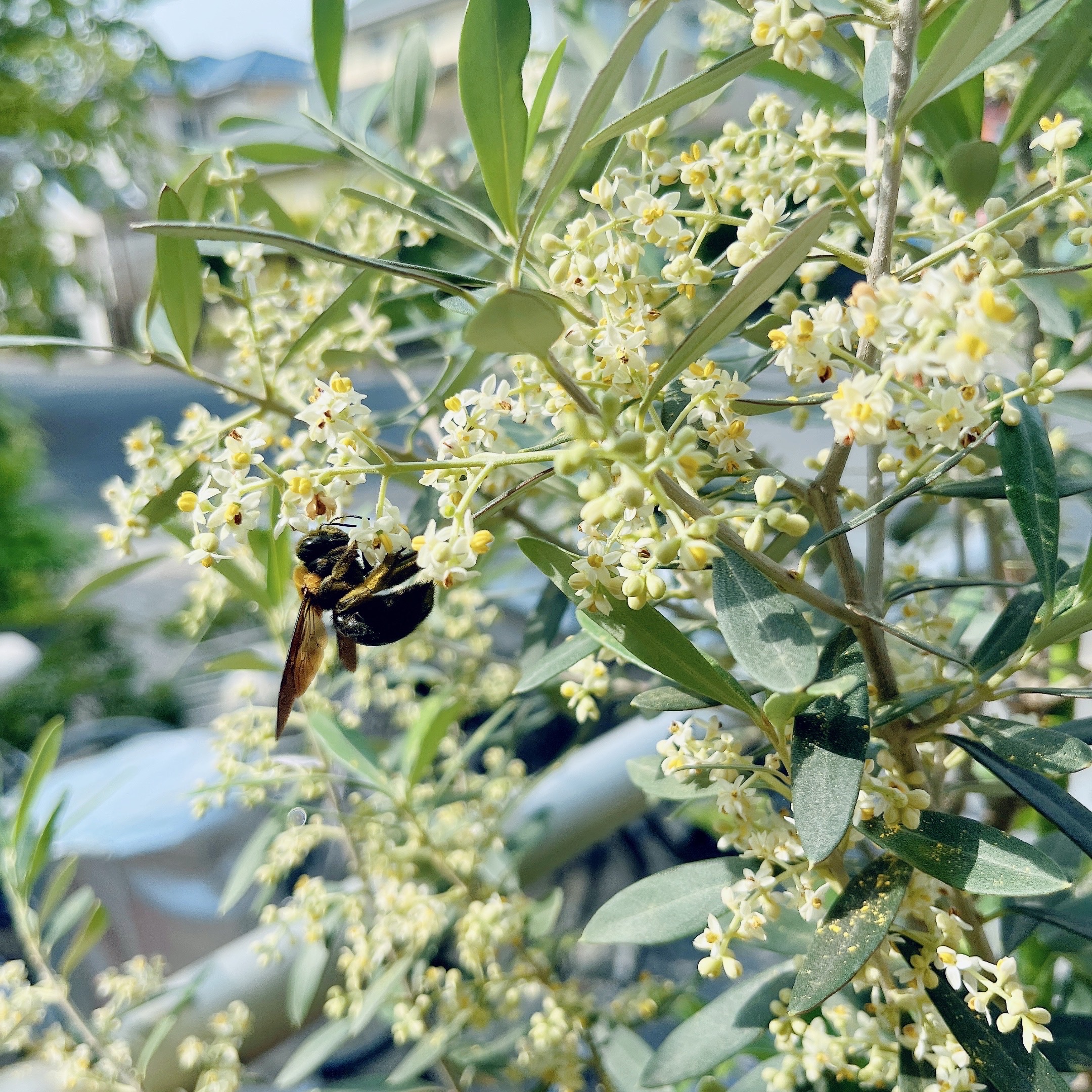ありがとう🐝